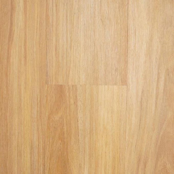 coastal spotted gum